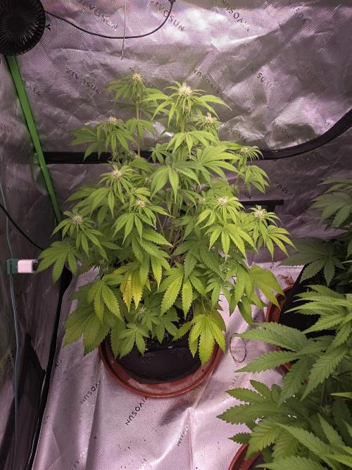 Cherry Cola Auto FB42. Week 6