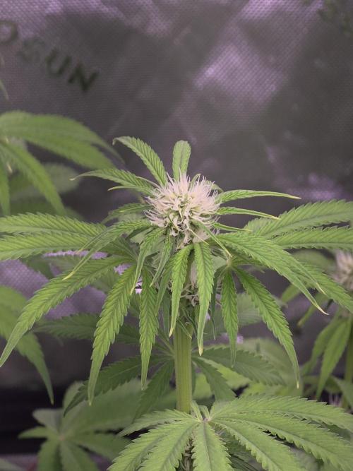 Cherry Cola Auto FB42. Week 6