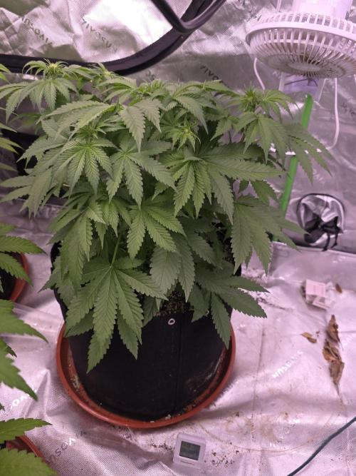 Cherry Cola Auto FB42. Week 6