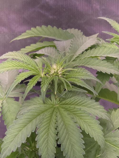 Cherry Cola Auto FB42. Week 6