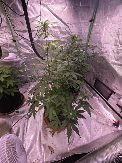 Cherry Cola Auto FB42. Week 6