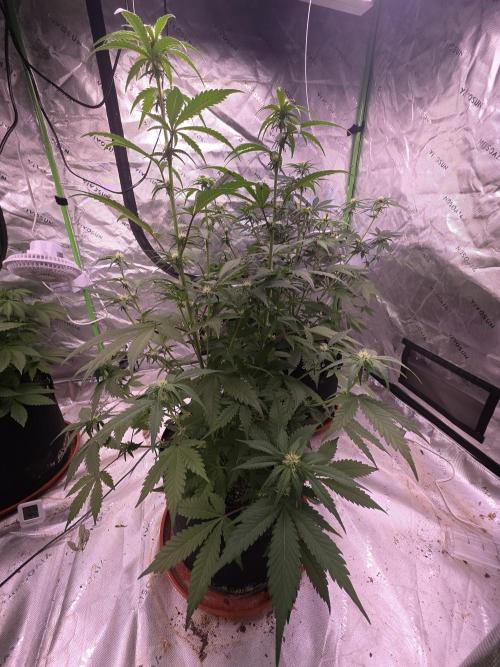Cherry Cola Auto FB42. Week 6