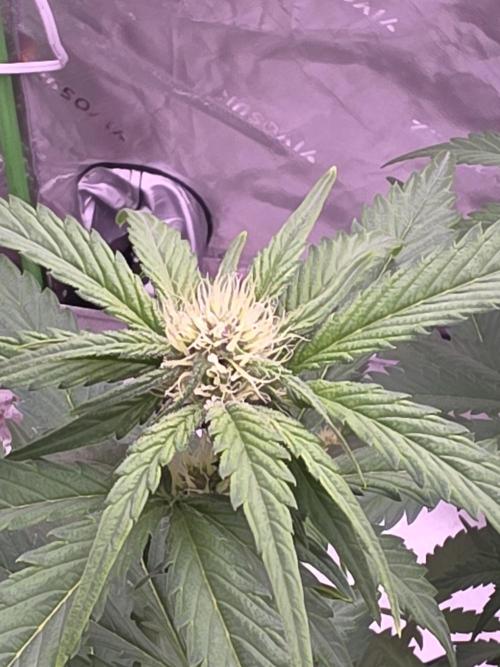 Cherry Cola Auto FB42. Week 6