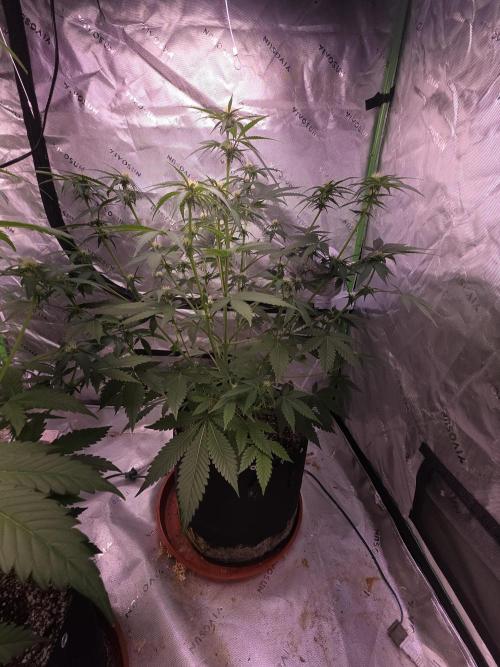 Cherry Cola Auto FB42. Week 6