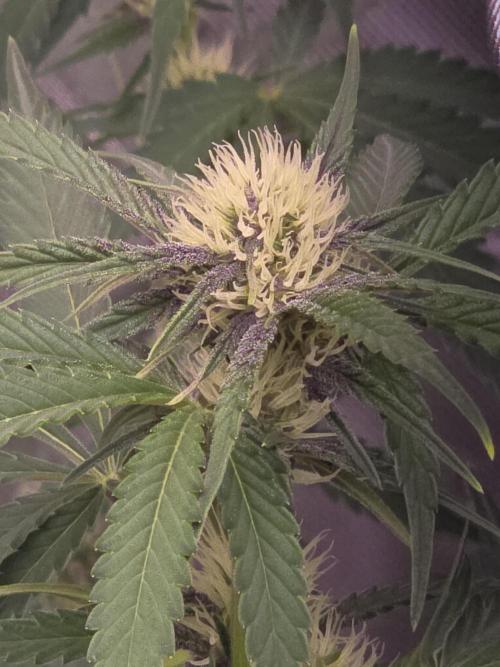 Cherry Cola Auto FB42. Week 6
