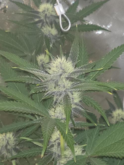 Cherry Cola Auto FB42. Week 7