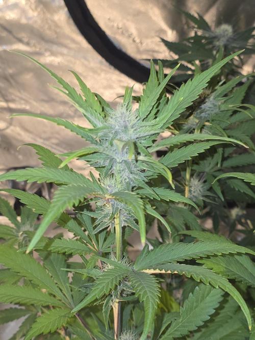 Cherry Cola Auto FB42. Week 7