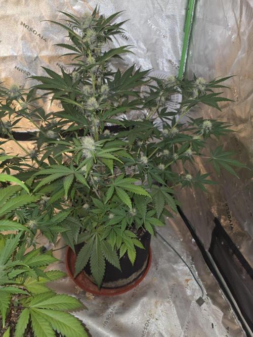 Cherry Cola Auto FB42. Week 7
