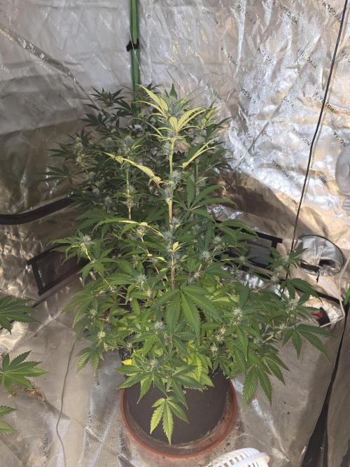 Cherry Cola Auto FB42. Week 7