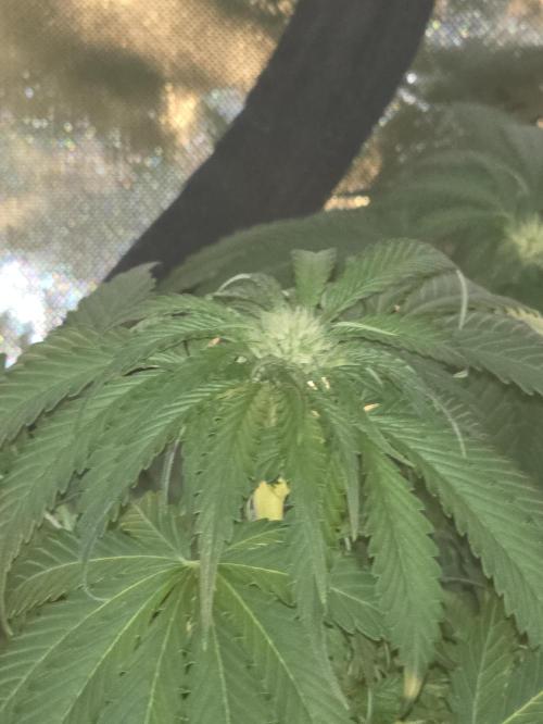 Cherry Cola Auto FB42. Week 7