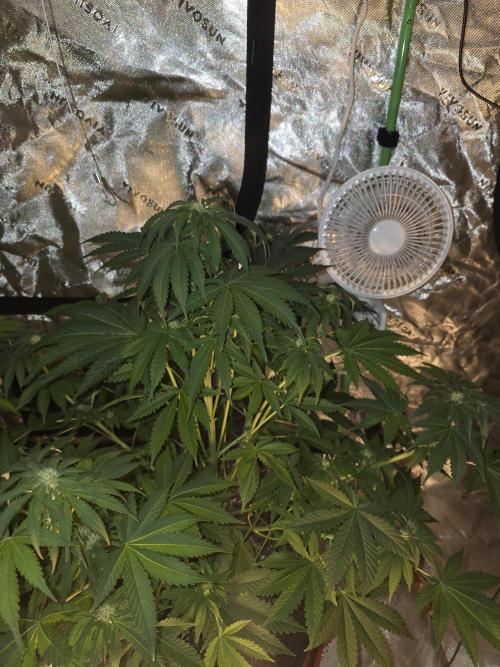 Cherry Cola Auto FB42. Week 7
