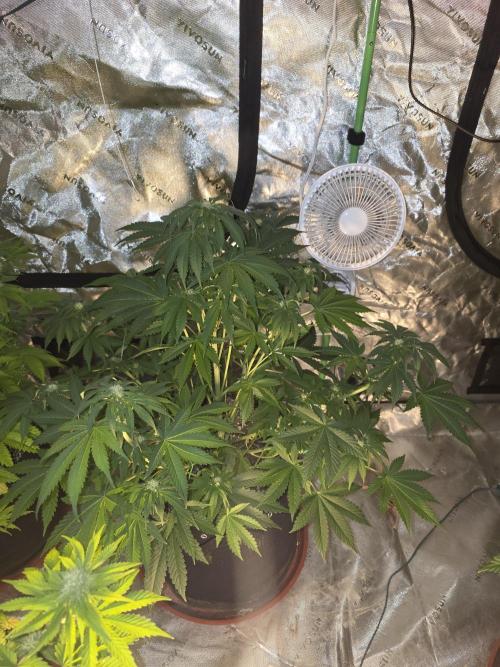 Cherry Cola Auto FB42. Week 7