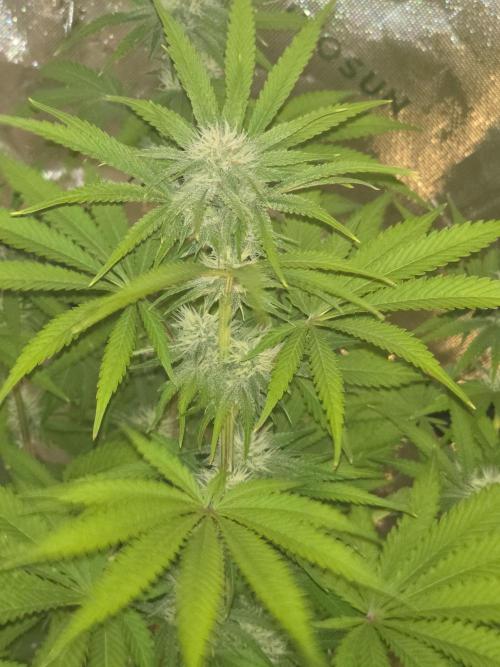 Cherry Cola Auto FB42. Week 7