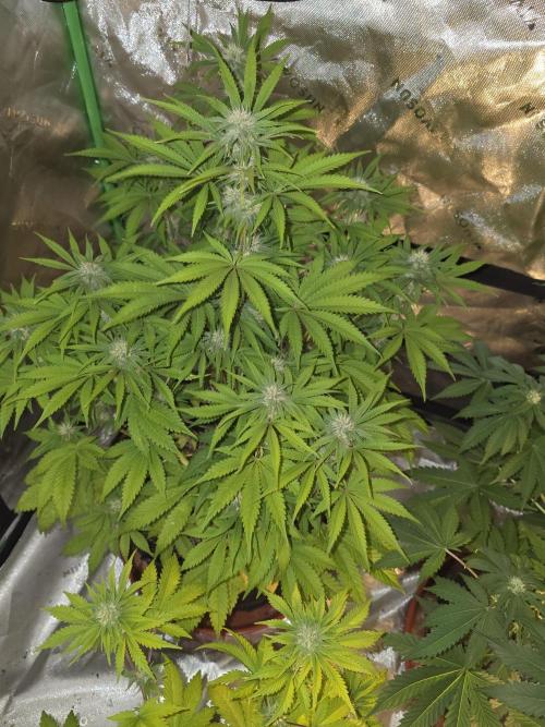 Cherry Cola Auto FB42. Week 7