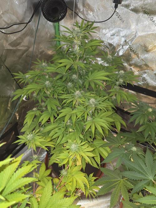 Cherry Cola Auto FB42. Week 7
