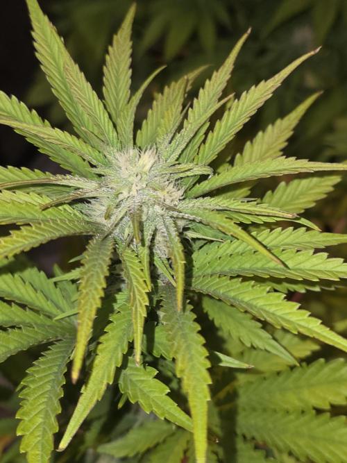 Cherry Cola Auto FB42. Week 7