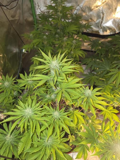 Cherry Cola Auto FB42. Week 7