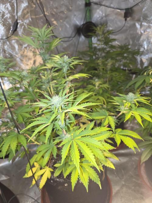 Cherry Cola Auto FB42. Week 7