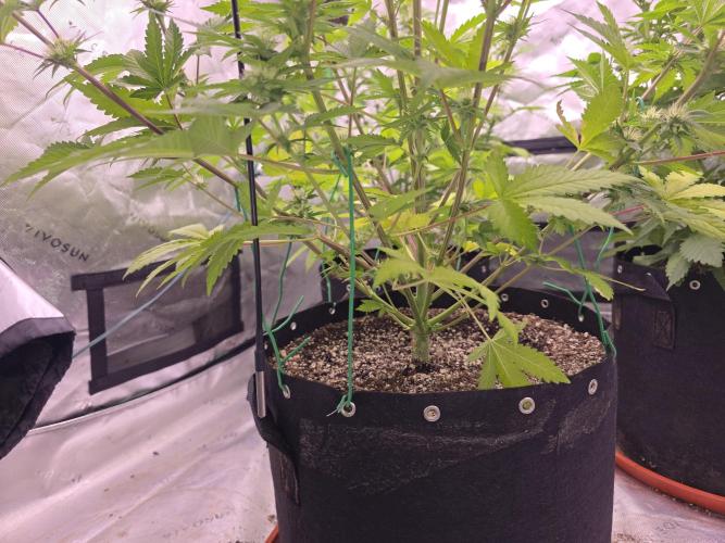 Cherry Cola Auto FB42. Week 7