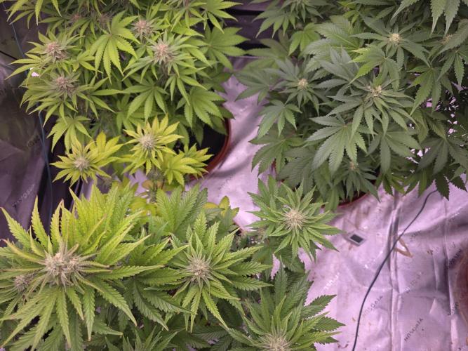 Cherry Cola Auto FB42. Week 8