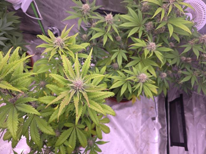 Cherry Cola Auto FB42. Week 8