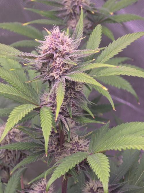 Cherry Cola Auto FB42. Week 8