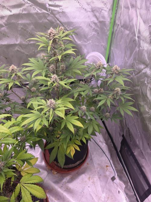 Cherry Cola Auto FB42. Week 8