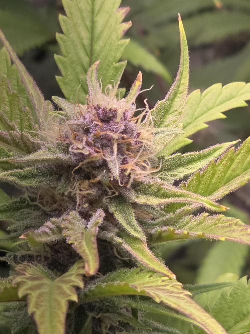 Cherry Cola Auto FB42. Week 8
