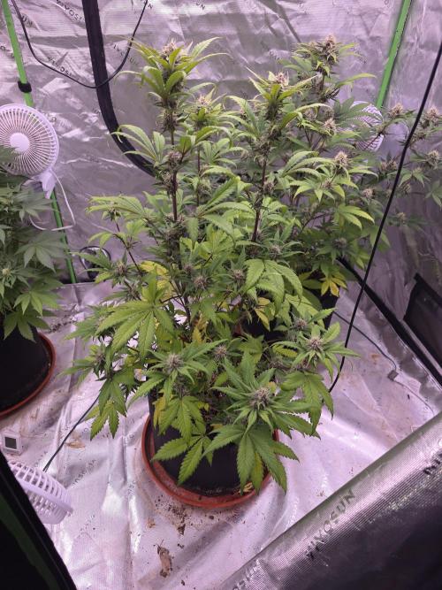 Cherry Cola Auto FB42. Week 8