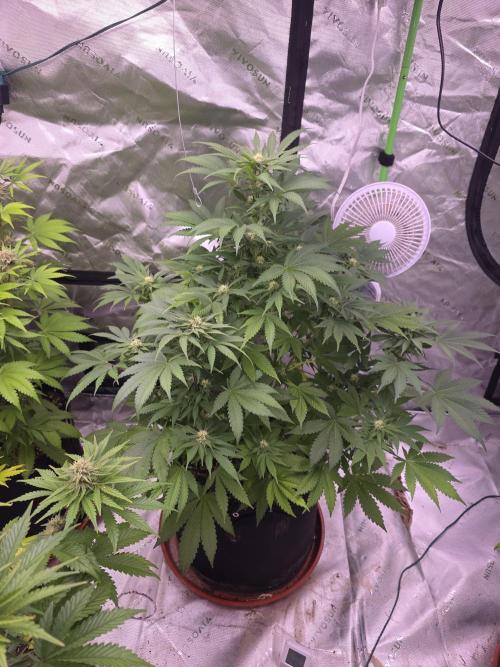 Cherry Cola Auto FB42. Week 8