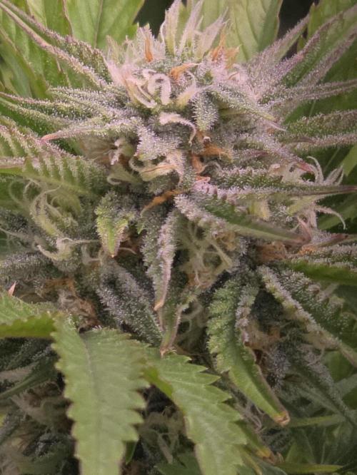 Cherry Cola Auto FB42. Week 8