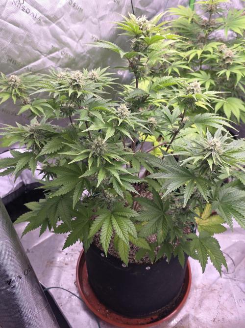 Cherry Cola Auto FB42. Week 8