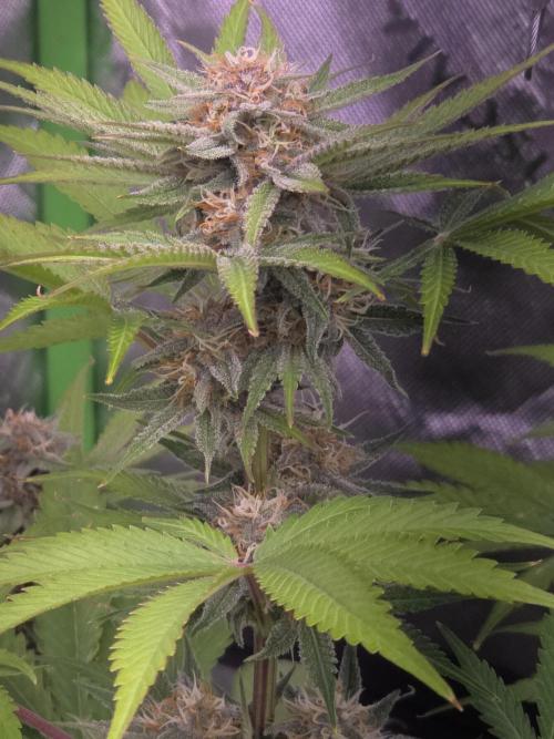 Cherry Cola Auto FB42. Week 8