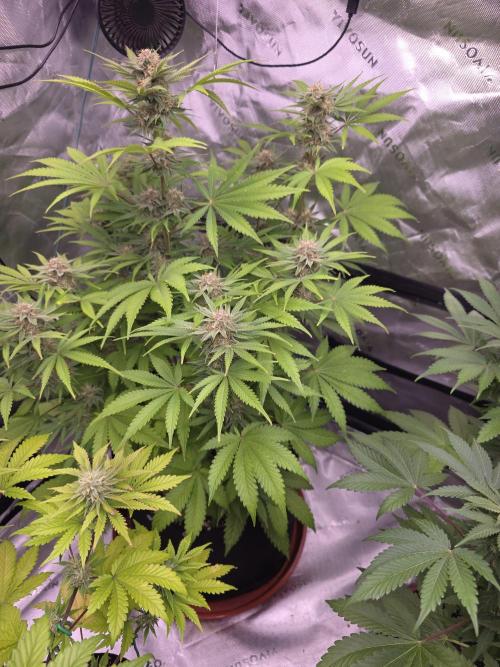 Cherry Cola Auto FB42. Week 8