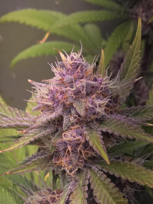 Cherry Cola Auto FB42. Week 9