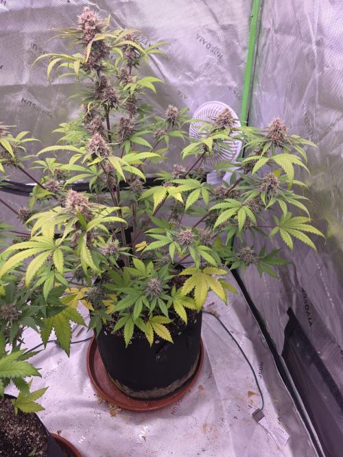 Cherry Cola Auto FB42. Week 9