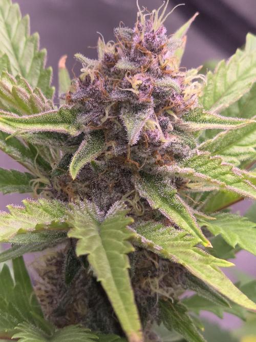 Cherry Cola Auto FB42. Week 9