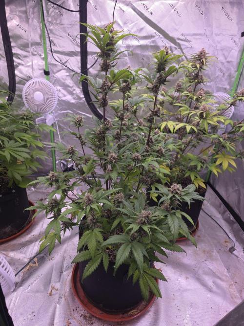 Cherry Cola Auto FB42. Week 9