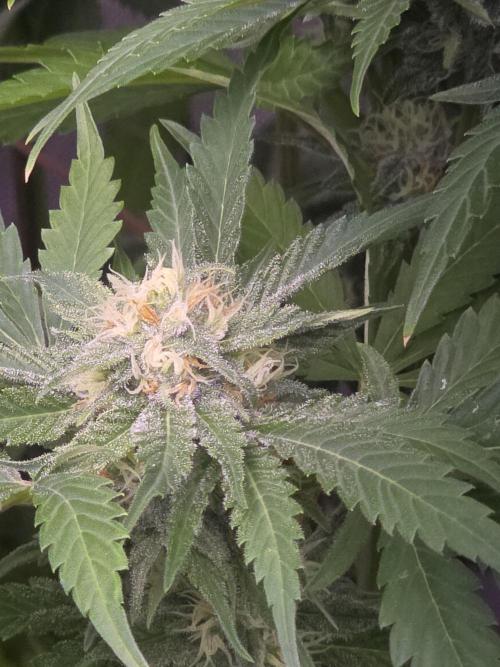 Cherry Cola Auto FB42. Week 9