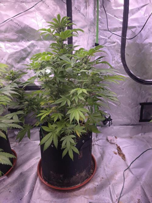 Cherry Cola Auto FB42. Week 9