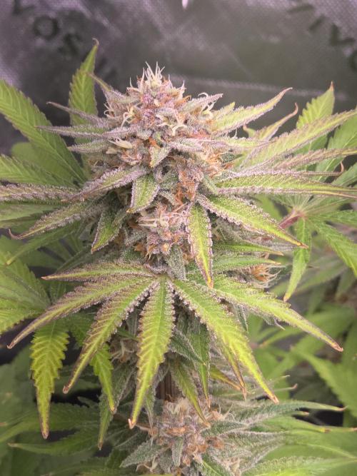 Cherry Cola Auto FB42. Week 9
