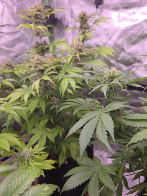 Cherry Cola Auto FB42. Week 9