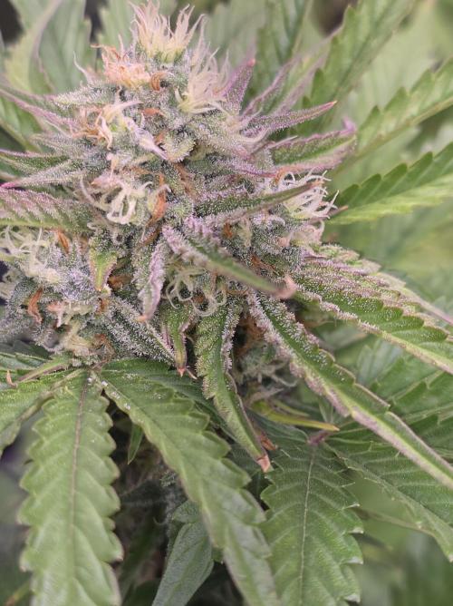 Cherry Cola Auto FB42. Week 9