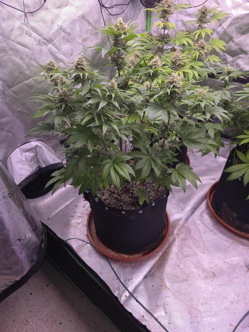 Cherry Cola Auto FB42. Week 9