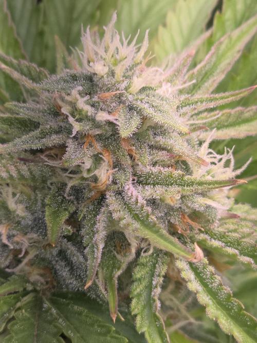 Cherry Cola Auto FB42. Week 9
