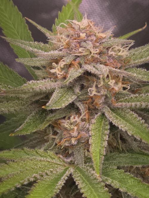 Cherry Cola Auto FB42. Week 9