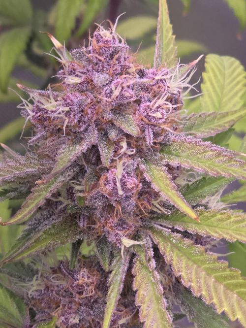 Cherry Cola Auto FB42. Week 10