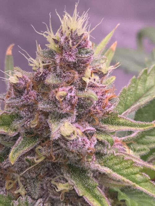 Cherry Cola Auto FB42. Week 10