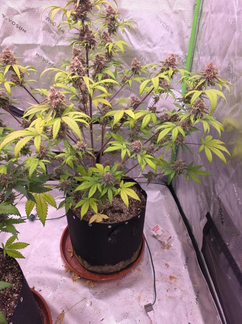 Cherry Cola Auto FB42. Week 10