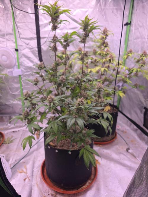Cherry Cola Auto FB42. Week 10